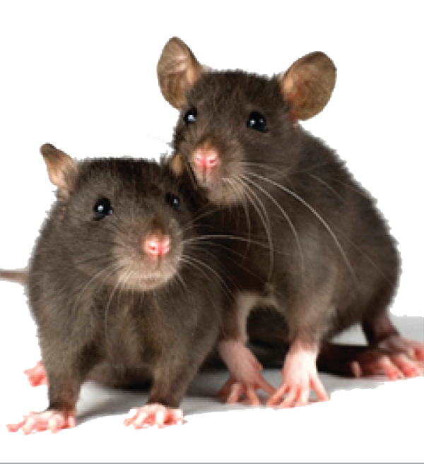 Offshore Support marine industry pest control irradicate rodents