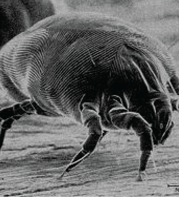 Dust mite